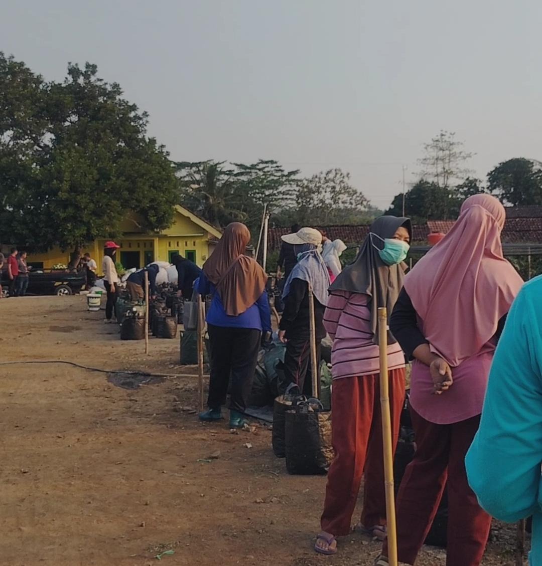 MBG Bangun Rantai Ekonomi Desa, Hasil Panen Petani Merden Kini Berpeluang Masuk Pasar yang Lebih Berkelanjutan